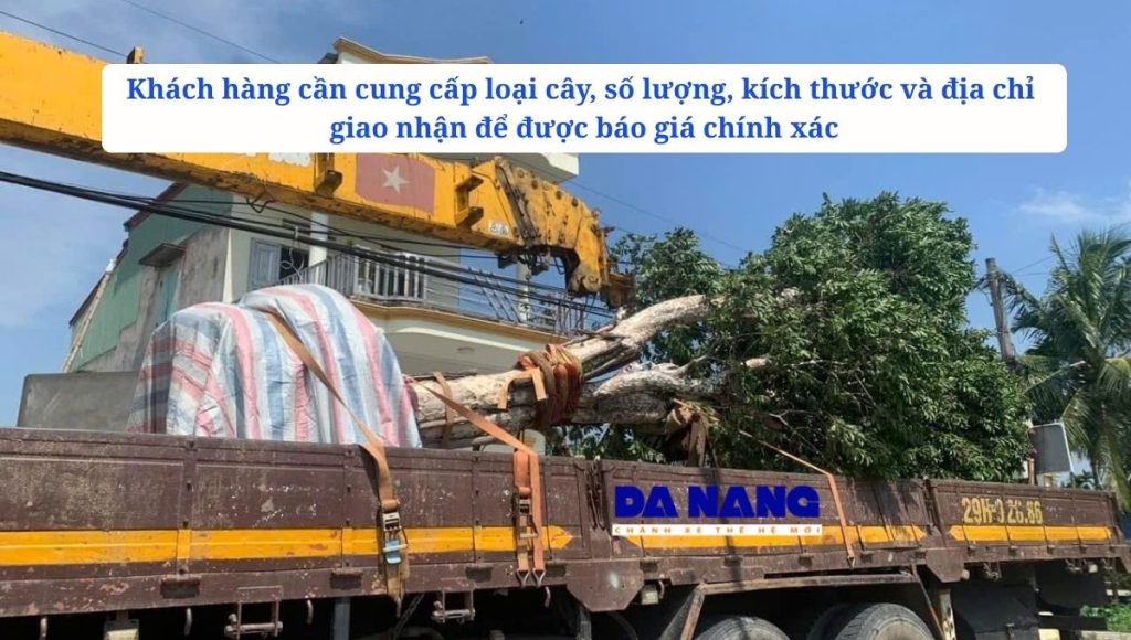 Cần cung cấp thông tin gì khi gửi cây cảnh và cây công trình?