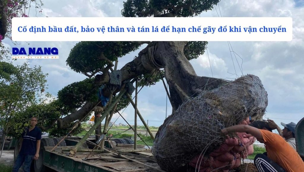 Cách đóng gói cây cảnh và cây công trình trước khi vận chuyển