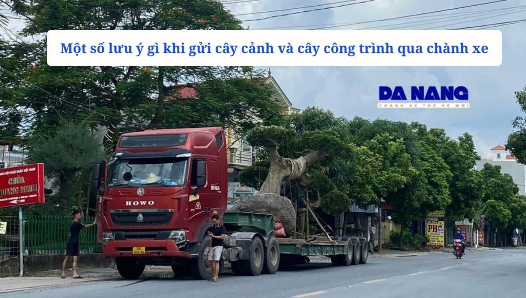 Cần lưu ý gì khi gửi cây cảnh và cây công trình qua chành xe?