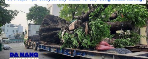 Có Nhận Vận Chuyển Cây Cảnh Và Cây Công Trình Không?